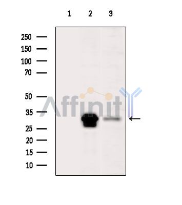 Валидация Affinity DF3672 - 14679