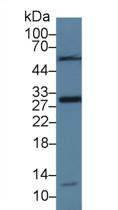 13909