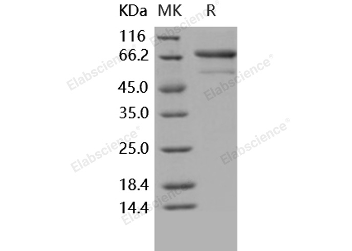 Валидация Elabscience PKSH031618(2280)