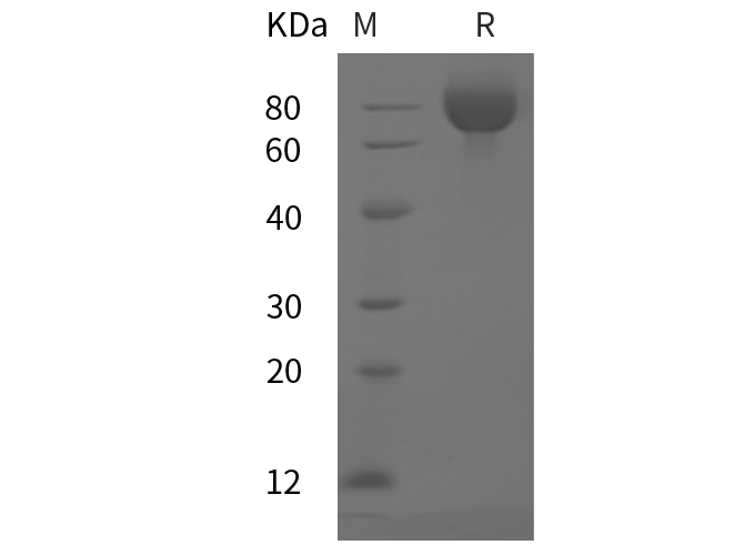 Валидация Elabscience PDMM100212(1162)