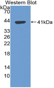 50059