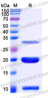 EHJ34101, SDS-PAGE