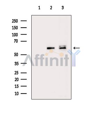 Валидация Affinity DF14271 - 10136