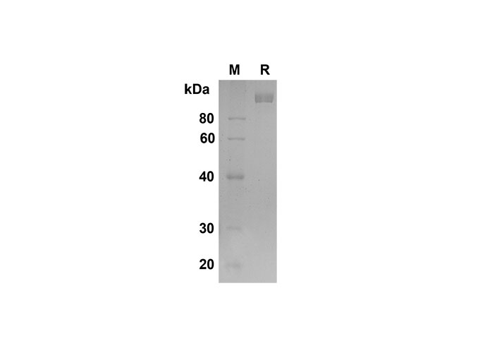 Валидация Elabscience PDMM100148(1108)