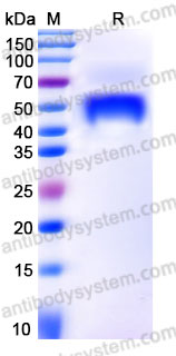 AHB48101, SDS-PAGE