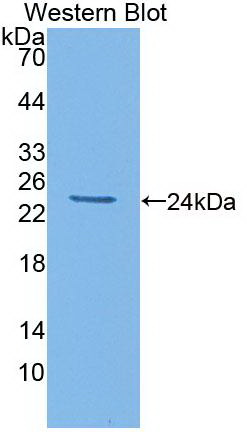 52520