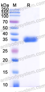 EHA85201, SDS-PAGE