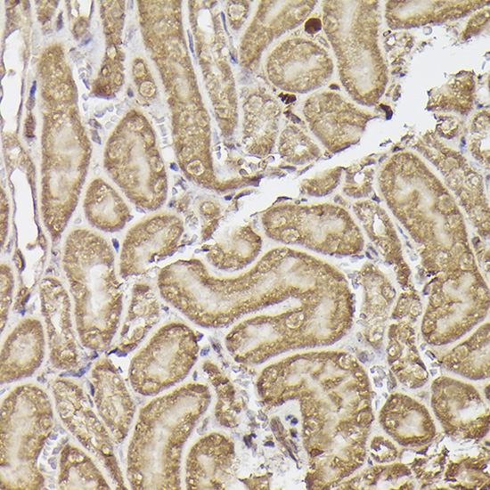 A9294, иммуногистохимия, парафиновые срезы почки мыши (24397)