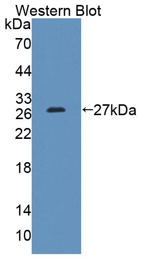 59086