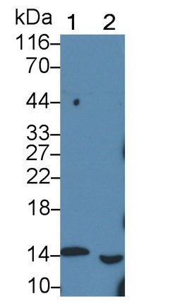 49392