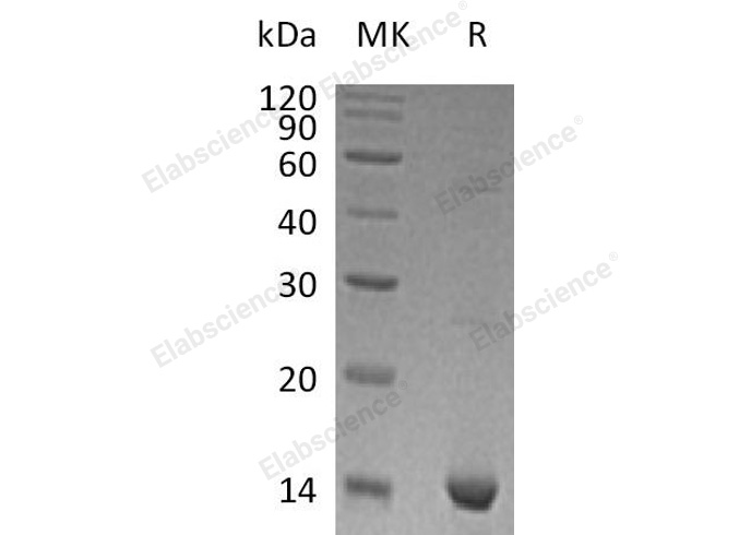 Валидация Elabscience PKSH031238(1992)