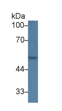 14058