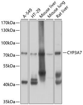 Валидация Elabscience E-AB-62705
