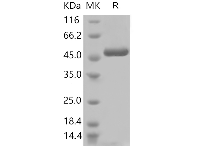 Валидация Elabscience PKSR030497(5799)