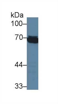 8336