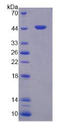 45625