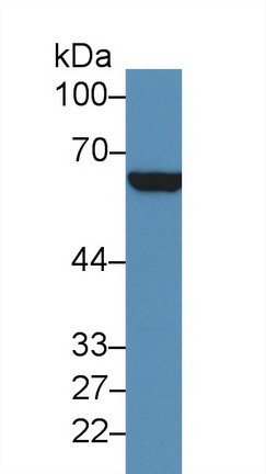 9846