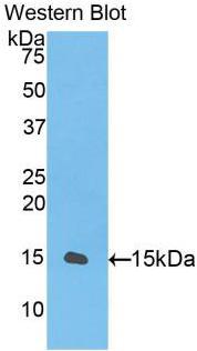 50162