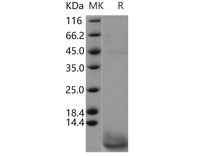 Валидация Elabscience PKSH030681(1555)