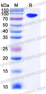 AHC02002, SDS-PAGE