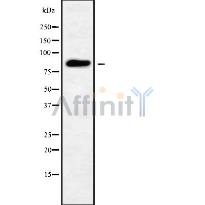 Валидация Affinity DF9494 - 22112