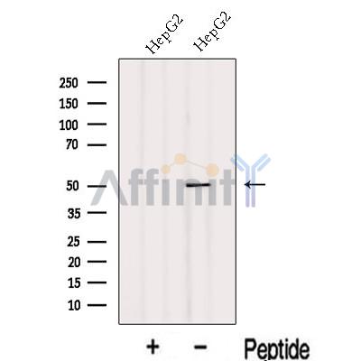 Валидация Affinity DF13091 - 7978