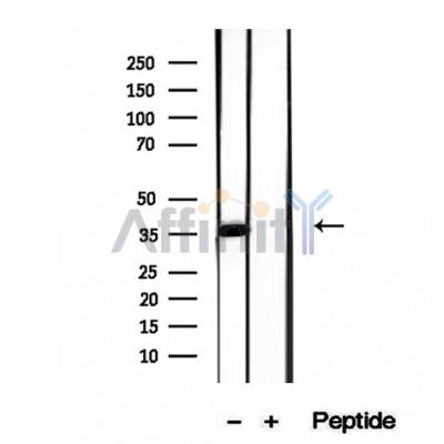 Валидация Affinity DF12274 - 6614