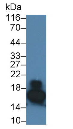 26569