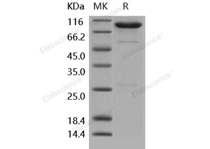 Валидация Elabscience PKSH031879(2500)