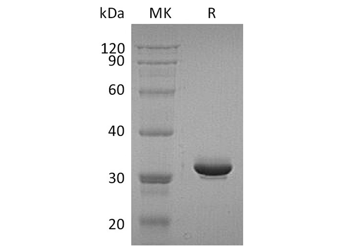 Валидация Elabscience PKSH033650(3935)
