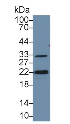 13337