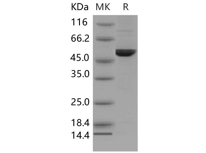 Валидация Elabscience PKSM040483(4478)