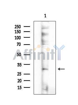 Валидация Affinity DF14209 - 10042