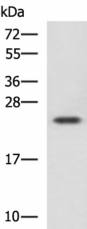 Валидация Elabscience E-AB-18215