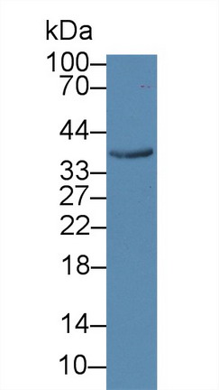 12153