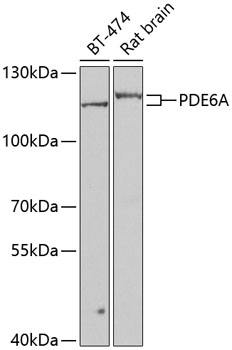 Валидация Elabscience E-AB-67927