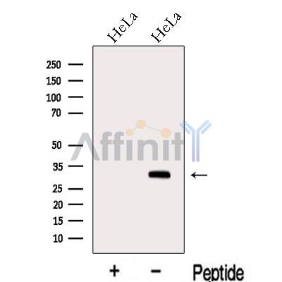Валидация Affinity DF13144 - 8090