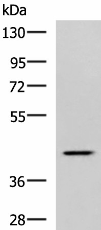 Валидация Elabscience E-AB-53274