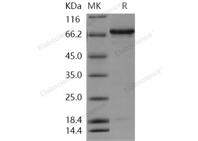 Валидация Elabscience PKSH030373(1309)