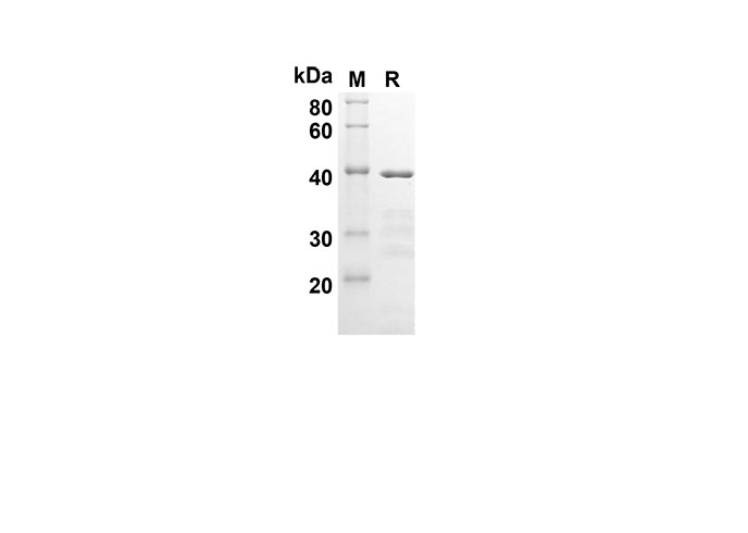 Валидация Elabscience PDEH100541(57)