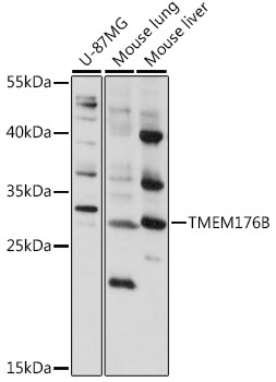 Валидация Elabscience E-AB-93145