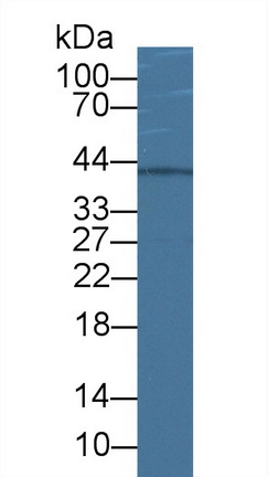 17661