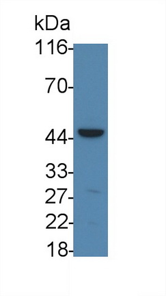 23360
