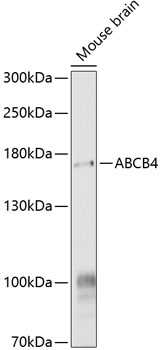 Валидация Elabscience E-AB-92994
