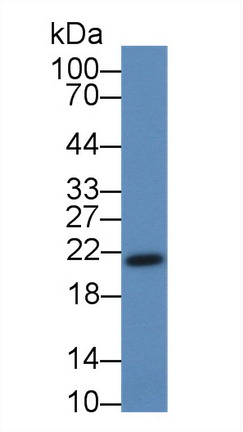 14944