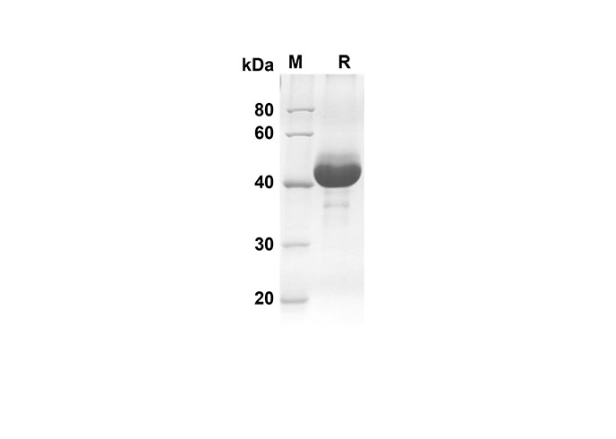 Валидация Elabscience PDMH100259(882)