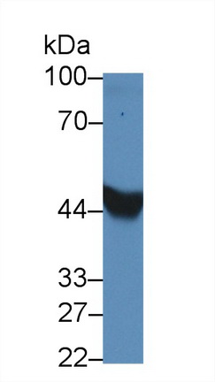 17657