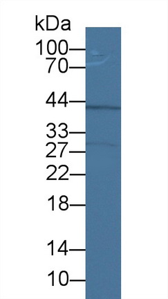 17662
