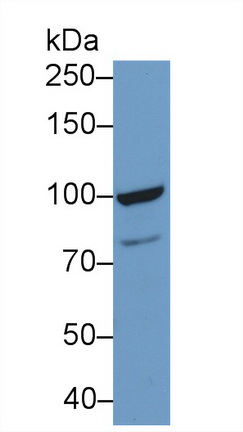 9644