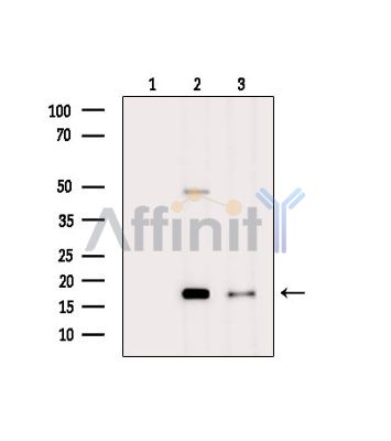 Валидация Affinity DF15171 - 11443